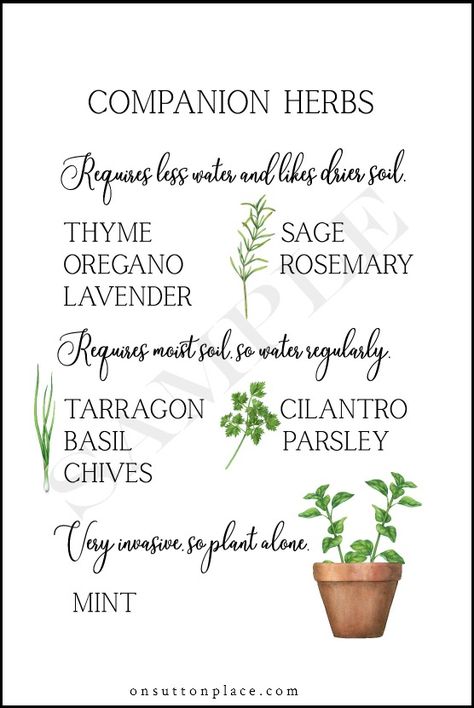 Herbs In Containers, List Of Herbs, Small Herb Gardens, Outdoor Herb Garden, Medicinal Herbs Garden, Grow Herbs, Witchy Tips, Herb Containers, Diy Herb Garden