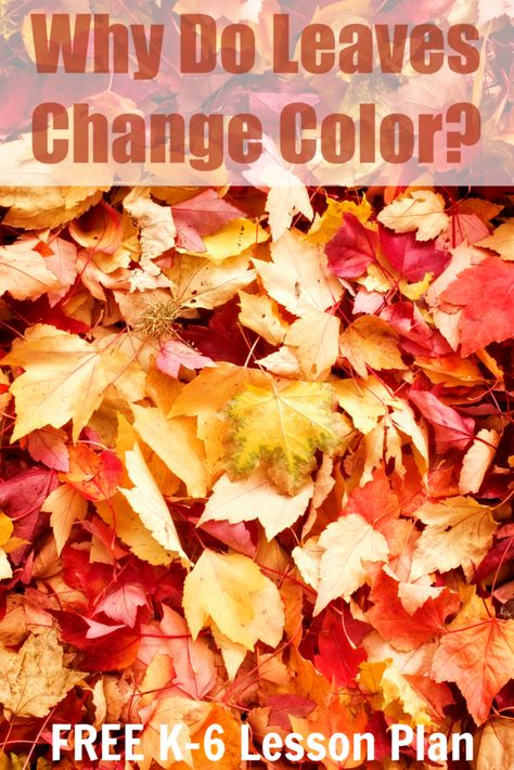 Why Do Leaves Change Color Kindergarten, Why Leaves Change Color Activity, Why Do Leaves Change Color Preschool, Leaves Preschool, Leaf Lesson Plans, Why Do Leaves Change Color, Leaf Lessons, Homeschool Art Projects, Fall Science