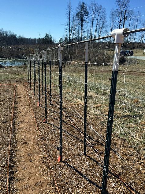 Biointensive Gardening, Pea Trellis, Growing Beans, Vertical Vegetable Gardens, Tomato Trellis, Backyard Layout, Trellis Ideas, Photo Concept, Gardening Vegetables