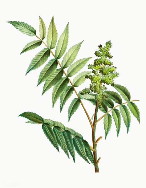 Vintage staghorn sumac plant illustration | premium image by rawpixel.com Stewartia Tree, Sumac Plant, Cherry Fruit Tree, Rhus Typhina, Mulberry Plant, Myrtle Flower, Staghorn Sumac, Laurel Plant, Honeysuckle Plant