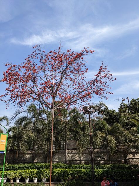 red silk cotton tree in february (mscw, university of delhi) Cotton Tree, University Of Delhi, Red Silk, A Tree, Camera Roll, University, Silk, Red