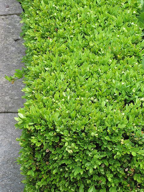 Click to view full-size photo of Green Velvet Boxwood (Buxus 'Green Velvet') at Gertens Velvet Boxwood, Green Velvet Boxwood, Evergreen Bush, Low Maintenance Shrubs, Broadleaf Evergreen, Growing Greens, Foundation Planting, Front House, Outdoor Pots