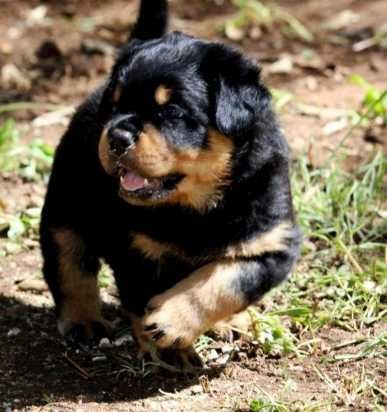 Rottweiler Puppies For Sale | Durham, NC German Rottweiler Puppies, Rottweiler Training, German Rottweiler, Rottweiler Puppies For Sale, German Dog Breeds, Rottweiler Love, Rottweiler Lovers, King Charles Cavalier Spaniel Puppy, Puppy Images