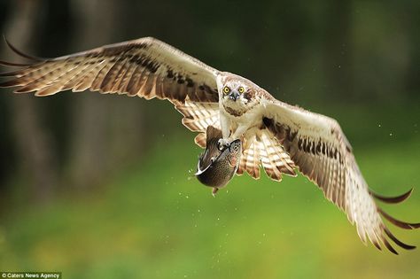 With a steely gaze, the bird, captured on camera by wildlife photographer Bill Doherty, the bird flies away clutching the fish but then drops it, wasting the effort from the hunt Bird Flying Towards Camera, Osprey Bird, Cairngorms National Park, Bird Flying, Wildlife Photographer, Bird Of Prey, Art Album, Birds Flying, Birds Of Prey