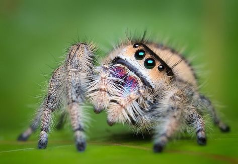 Phidippus regius- adult female, Sorry I didn't realize my last post was cropped. I didn't mean that. My first photo session with the big… Regal Jumping Spider, Spider Species, Jumping Spiders, Foto Macro, Pet Spider, Itsy Bitsy Spider, Cool Bugs, Spider Art, Jumping Spider