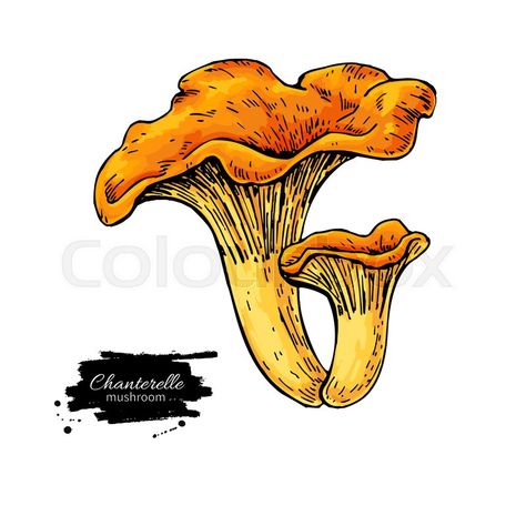 Chanterelle Mushroom Illustration, Chanterelle Mushrooms Drawing, Chantrell Mushrooms Drawing, Chanterelle Mushroom Tattoo, Chanterelle Drawing, Chanterelle Tattoo, Side Piece Tattoos, Chanterelle Mushrooms, Botanical Sketchbook