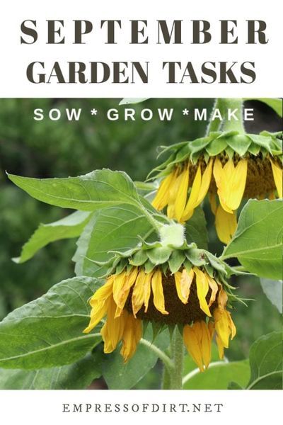 What to make and grow in September for year-round gardeners in a cold climate. Magic Garden Aesthetic, What To Plant In September, Planting Bulbs In Spring, September Garden, Cold Climate Gardening, Garden Checklist, Garden Magic, Magic Garden, Fall Garden