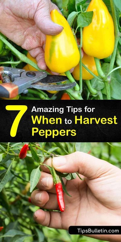 Pepper Companion Plants, Bell Pepper Plant, Fruit Container, Growing Vegetables Indoors, Growing Marigolds, Raised Gardens, Tabasco Pepper, Kitchen Gardening, Types Of Peppers