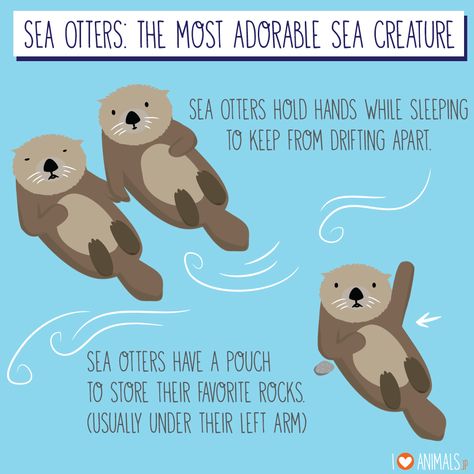 AHHH my favorite animal (the sea otter) since I was like 4! Sea Otter Memes, Baby Otters Cute, Otter Meme, Otter Facts, Significant Otter, Otter Love, Sea Otters, Baby Otters, Favorite Animals