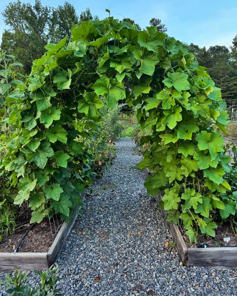 Luffa gourd is looking fine 😍💚😉 #luffa #luffagourd #archedtrellis #archedcattlepanel #cattlepaneltrellis #garden #vegtablegarden #homegarden #raisedbedgarden Tunnel Garden, Luffa Gourd, Cattle Panel Trellis, Vegtable Garden, Raised Garden Beds, Gourds, Home And Garden, Quick Saves