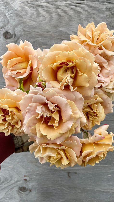 petalpinkflowers on Instagram: Honey Dijon. Fave of all the faves 🤩 . . . . . #rose #roses #roselover #rosesofinstagram #flowers #flowerlovers #gardenroses #roses🌹… Honey Dijon Rose, Golden Mustard Rose, Honey Dijon, Honey Rose, Rose Varieties, April Wedding, Floral Trends, Floral Type, Beautiful Plants