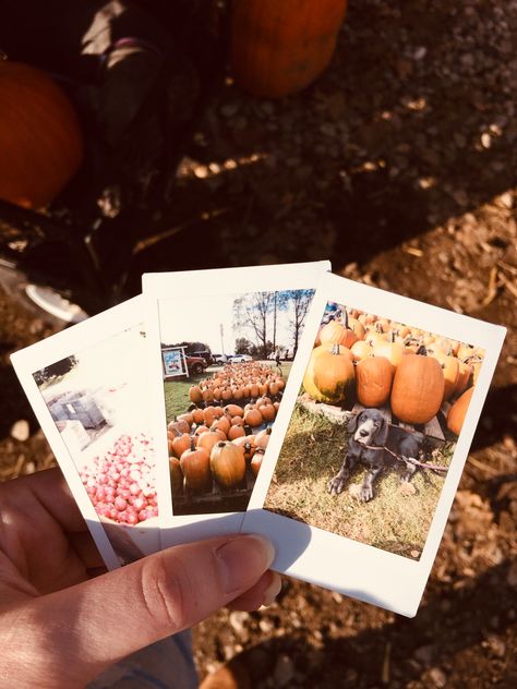 Aesthetic Spooky, Fall Autumn Aesthetic, Phone Theme, Autumn Vibes, Autumn Aesthetic, Phone Themes, Fall Vibes, Fall Autumn, Pumpkin Patch