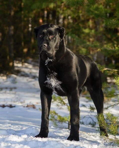 Alabai Dog Black, Alabai Dog, Types Of Dogs Breeds, Black Dogs, Beautiful Dog Breeds, Big Dog Breeds, Animal References, Pretty Dogs, Guard Dogs