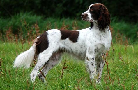 French Dog Breeds, Apocalypse Oc, French Spaniel, Dog Oc, Pets Aesthetic, Dog Types, Puppy List, Uni Fits, Fit Dogs