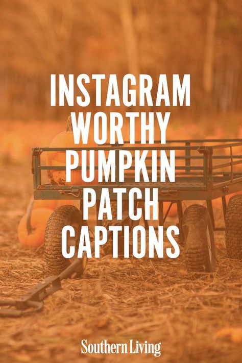 Pumpkin Patch Quotes Fall, Pumpkin Patch Insta Captions, Pumpkin Quotes Funny, Pumpkin Patch Couple Captions, Pumpkin Captions Instagram, Cute Pumpkin Quotes, Pumpkin Patch Quotes Instagram, Pumpkin Quotes Fall, Pumpkin Patch Quotes