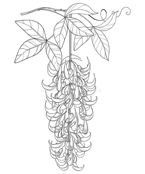 Vector branch of outline Strongylodon flower bunch or turquoise Jade vine with leaf and bud in black isolated on white background. Tropical climbing liana in royalty free illustration Vines Line Art, Simple Vines Plants Drawing, Ivy Vine Tattoo Black And White, Jade Vine Flower, Vine Clipart Black And White, Jade Vine, Vine Drawing, Flower Bunch, Free Illustration