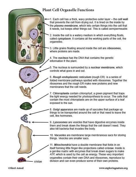 Learn about plants and plants cells through simple, fun activities on Exploringnature.org Cell Organelles Functions, Plant Cell Functions, Plant Cell Parts, Animal Cell Parts, Plant Cell Organelles, Cell Parts And Functions, Budgeting Worksheets Free, Plant Cell Structure, Biochemistry Notes