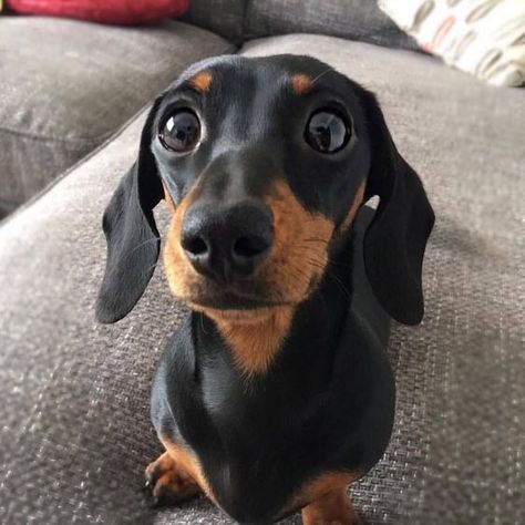 So cute! 😍 black and tan dachshund... If you love dachshunds, visit our blog to find the best products and accessories for hounds and #doglovers. #dachshundcentral #dachshund #cute #sausagedog #doxie 📸 credits unknown Dachshund Cute, Tan Dachshund, Dachshund Breed, Black And Tan Dachshund, Black Dachshund, Clever Dog, Miniature Dachshunds, Dachshund Mom, Weiners