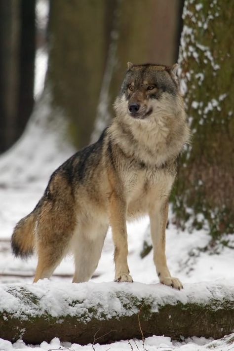 Wolf Poses, Wolf World, Wolf Husky, Wolf Hybrid, Wolf Photos, Wolf Love, Wild Wolf, Wolf Pictures, Wolf Spirit