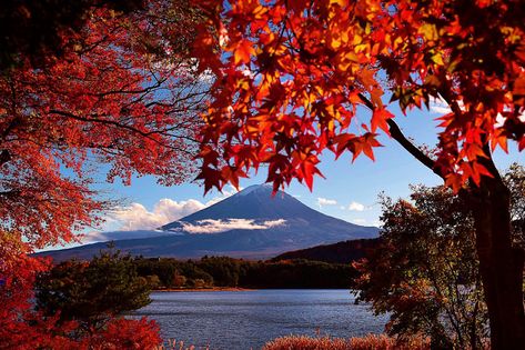 Fuji Kawaguchiko Autumn Leaves Festival 2019 Gunung Fuji, Japan Autumn, Honeymoon Ideas, Japan Travel Guide, Scenery Pictures, One Day Trip, Kyushu, Fukushima, Red Leaves