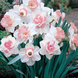 Why growing a truly pink daffodil seems like chasing the Holy Grail Making Plant Pots, Flower Pot Design, Daffodil Bulbs, Daffodil Flower, Garden Bulbs, Spring Bulbs, Flowers Garden, Bulb Flowers, The Grass