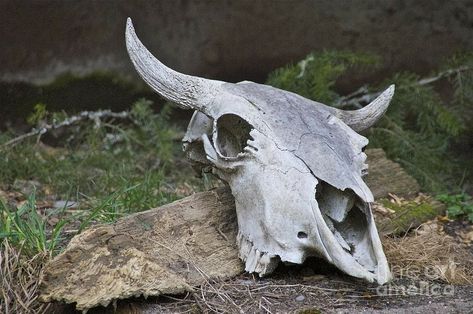 Ox Skull, Cow Skull Tattoos, Sambar Deer, Bull Skull Tattoos, Bison Skull, American Indian Tattoos, Skull Reference, Musk Ox, Animal Skull