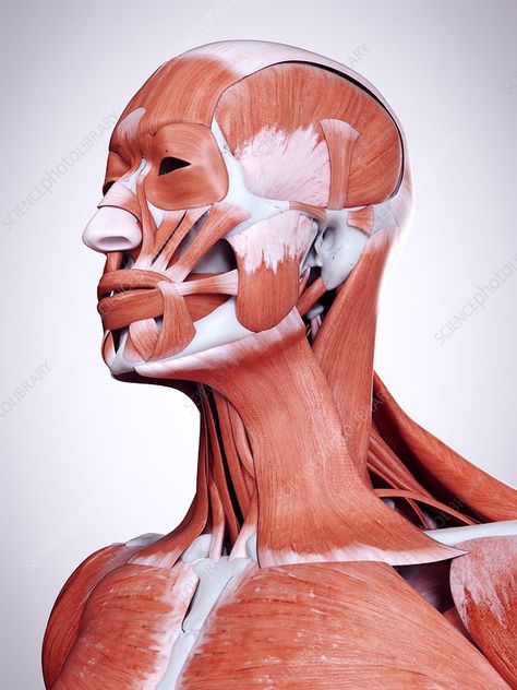 Illustration of the head and neck muscles Neck Muscle Anatomy, Body Muscle Anatomy, Punkty Spustowe, Head Muscles, Human Muscle Anatomy, Neck Muscles, Facial Anatomy, Face Anatomy, Anatomy Sculpture