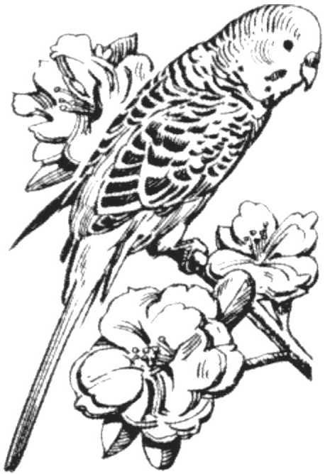 Parakeet | Vintage parakeet art | Pinterest | Parakeets, Budgies ... Kakariki Bird, Budgie Tattoo, Budgie Art, Birds Drawing, Tattoo Bird, Budgies Bird, Shoulder Tattoos, Colouring Page, Bird Coloring Pages