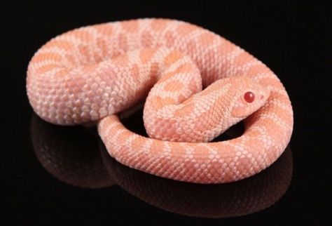 Hog Nose Snake, Western Hognose Snake, Rare Albino Animals, Snake Turtle, Hognose Snake, Cool Snakes, Pretty Snakes, Albino Animals, Cute Reptiles