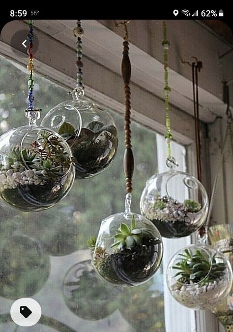 Plants In Glass Bowl, Hanging Glass Terrarium, Plant In Glass, Air Plants Decor, Plants Hanging, Hanging Terrarium, Trendy Plants, نباتات منزلية, Hanging Plants Indoor