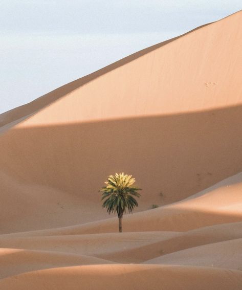 Desert Aesthetic, Desert Photography, Photography Career, Sand Dunes, Travel Photographer, Walking In Nature, Most Beautiful Places, The Desert, Palm Tree