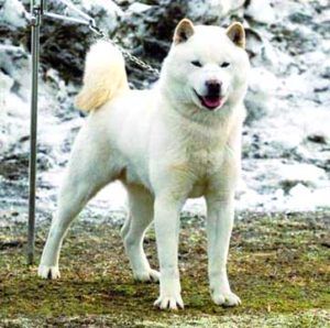 Hokkaido Dog, Wolfdog Hybrid, Service Dogs Breeds, Jindo Dog, Japanese Dog Breeds, Cute Puppy Names, My Introduction, Japanese Dog, Rare Dog Breeds