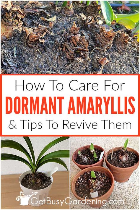 Growing Amaryllis Indoors, Amaryllis Arrangement, Amaryllis Care, Garden Soil Mix, Amaryllis Plant, Pruning Hydrangeas, Christmas Cactus Plant, Orchid Plant Care, Planter Project