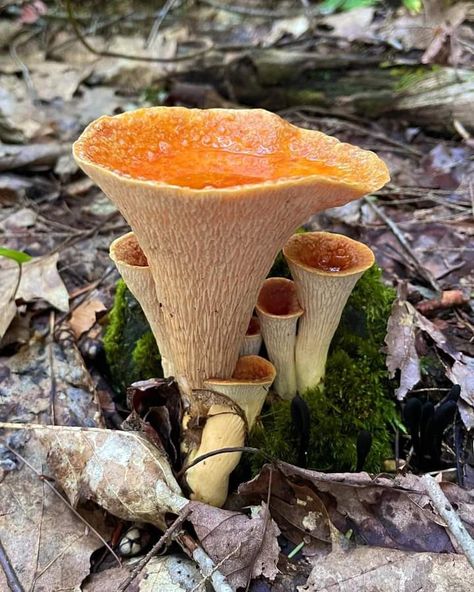 Cool Fungi, Pretty Fungi, Mushroom Types, Mushroom Stuff, Real Mushrooms, Fantastic Fungi, Mushroom Core, Mushroom Images, Mushroom Pictures