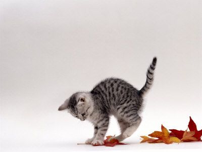 Cat Silver Tabby Kitten, Animals Reference, Leaves Poster, Raking Leaves, Kitten Playing, Funny Cat Compilation, Persian Kittens, Tabby Kitten, Photography Styles