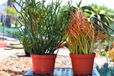 It's time for fire sticks to have warning labels — The Downey Patriot Pencil Plant, Pencil Cactus, Types Of Succulents, Dish Garden, Plant Guide, Desert Garden, Garden Items, Desert Plants, Ornamental Plants