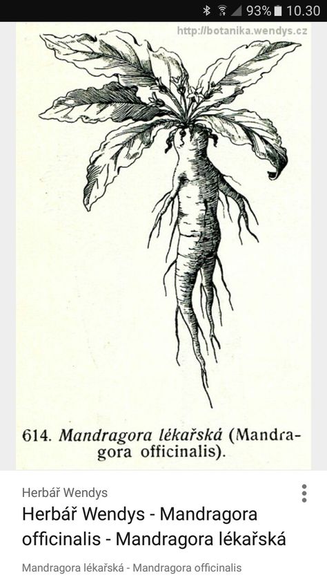 Mandrake Botanical Illustration, Mandrake Tattoo, Giant Hogweed Plant, Dark Plants, Deadly Plants, Alphabet Challenge, Plant Sketches, Sticker Tattoo, Harry Potter Tattoos