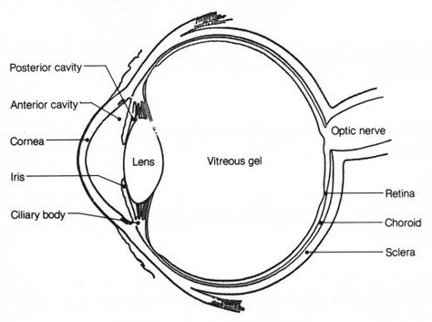 Cross section of the human eyeball Eye Anatomy Diagram, Diagram Of The Eye, Human Eye Diagram, Human Eye Anatomy, Human Eye Drawing, Human Eyeball, Eyesight Problems, Eye Structure, Quotes Distance