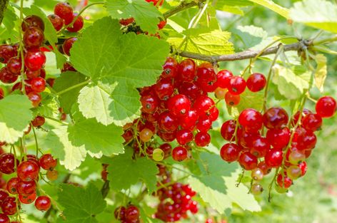 Currant Bush, Fast Growing Shrubs, Red Currants, Low Maintenance Shrubs, Fruit Bushes, Berry Bushes, Organic Mulch, Foundation Planting, Red Currant