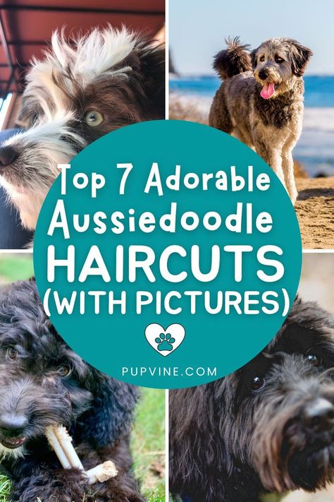 Are you currently considering a hairstyle that would best suit your Aussiedoodle? Find your inspiration on our list of the top 7 Aussiedoodle haircuts! Grooming Australian Shepherd, Australian Shepherd Poodle Mix, Labradoodle Haircut, Aussie Doodle Puppy, Aussie Hair Products, Puppy Haircut, Colorful Hairstyles, Puppy Mom, Best Suit