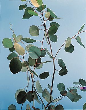 Silver Dollar – Eucalyptus polyanthemos, E. spp. Eucalyptus Polyanthemos, Calyx Flowers, Eucalyptus Silver Dollar, Silver Dollar Plant, Outdoor Corridor, Dollar Plant, Flower Arranging Class, Botanical Names, Artificial Plants Decor