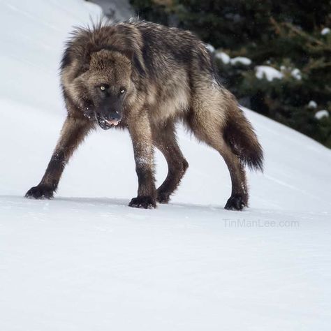 Dog Pose Reference, Unique Wolves, Wolf Shapeshifter, Horses Funny, Wolves Art, Snarling Wolf, Wolf Poses, Funny Horse Pictures, Living In Florida