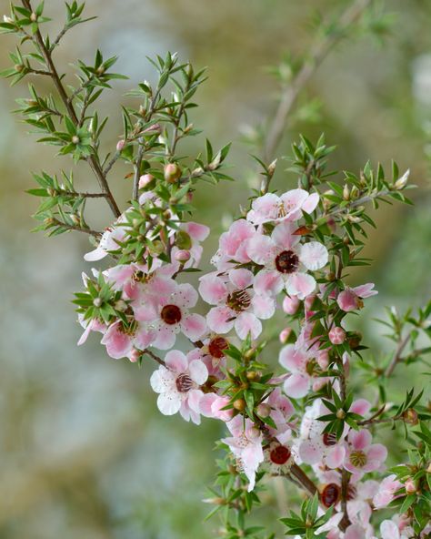 New Zealand Flora And Fauna, New Zealand Native Flowers, New Zealand Plants, New Zealand Flowers, Forest Restoration, Manuka Plant, Nz Flowers, Manuka Flower, Meredith Woolnough