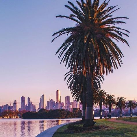 There's nothing like a lap of Albert Park lake to make you feel alive. Just ask @danielricciardo as he races around it at the @ausgp - or one of the thousands of walkers and joggers that make it a part of their daily exercise routine. Photo by @australove #visitmelbourne #visitvictoria #melbourne Interactive Publication, Daily Exercise Routine, Albert Park Melbourne, Melbourne Apartment, Visit Melbourne, Darkest Hour, Albert Park, Daily Exercise, Exercise Routine