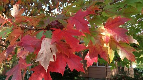 October Glory Maple Tree, October Glory Maple, Red Maple Tree, Humic Acid, Tree Pruning, Tree Service, Tree Care, Maple Tree, Tree Roots