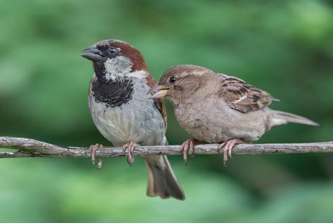 House Sparrow: Least Wanted Backyard Birds | Family Handyman House Sparrow Nest, Female House Sparrow, Sparrow Nest, Song Sparrow, Downy Woodpecker, What Is A Bird, House Sparrow, Common Birds, Sparrow Bird