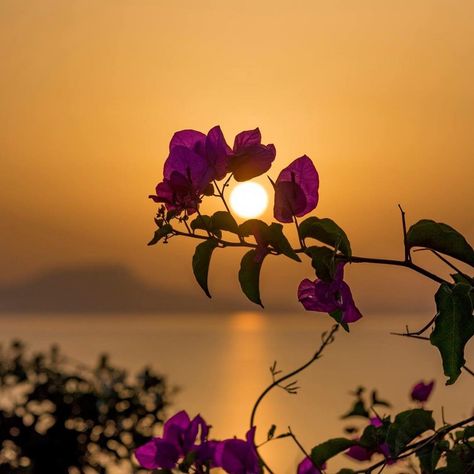 Rethemnos sunsets 🌅 ... #instalike #photoshoot #photography #photooftheday #nikond750 #kings_greece #kings_alltags #nature_greece… Illusion Fotografie, Flor Iphone Wallpaper, Summer Nature Photography, Beautiful Flowers Wallpapers, Beautiful Nature Wallpaper, Rose Wallpaper, Photography Wallpaper, Nature Images, Background For Photography