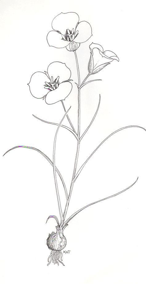 KKKaye Thorne sego lily drawing for Utah Native Plant Society Sego Lily Drawing, Sego Lily Flower Tattoo, Mariposa Lily Tattoo, Sego Lily Tattoo, Utah Flowers, Sego Lily, Lily Drawing, Mariposa Lily, Lillies Tattoo