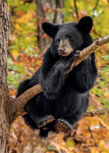 Black Bear Photography, Lock Screen Black, Wildlife Wallpaper, Bear Photography, Bear Sitting, Wild Animals Photography, Wild Animals Pictures, Bear Photos, Bear Pictures