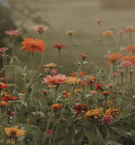 I have two spots left for wildflower minis this weekend!! They are perfect times too! Right at the start of sunset!! 😍 Wildflowers Aesthetic, Wildflower Aesthetic, 2025 Moodboard, Field Of Wildflowers, Wildflower Field, Wildflower Garden, The Start, Botany, Be Perfect